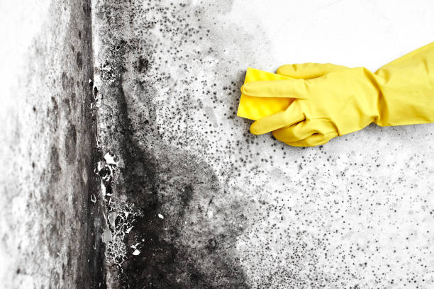 Best Black Mold Remediation in Troutdale, OR