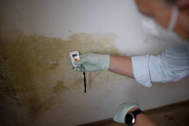 Best Residential Mold Remediation in Troutdale, OR