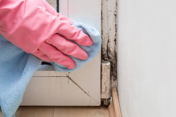 Best Bathroom Mold Remediation in Troutdale, OR